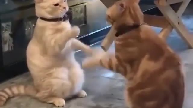 cat playing sweetheart