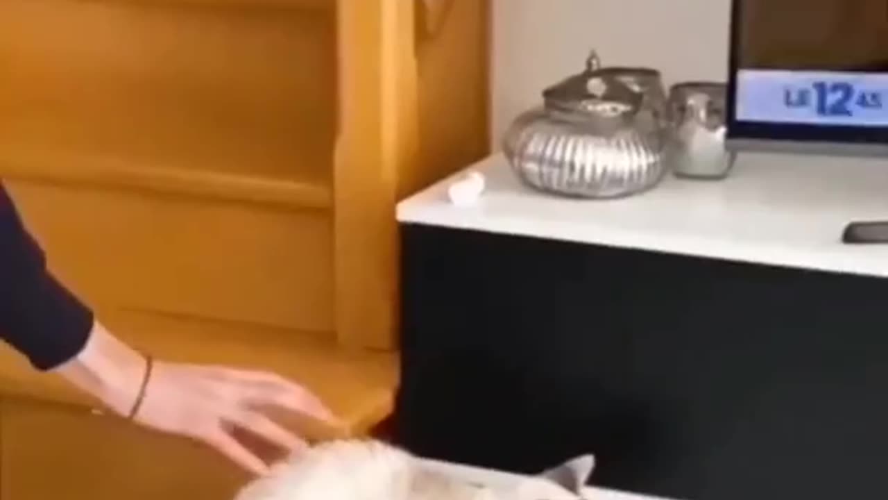 Funny Animals Compilations