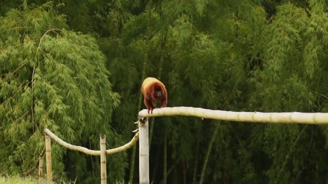 Howler Monkey Fauna Finlandi