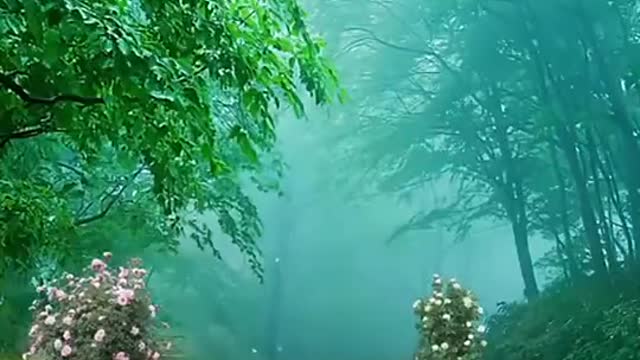 Forest with river and birdsong