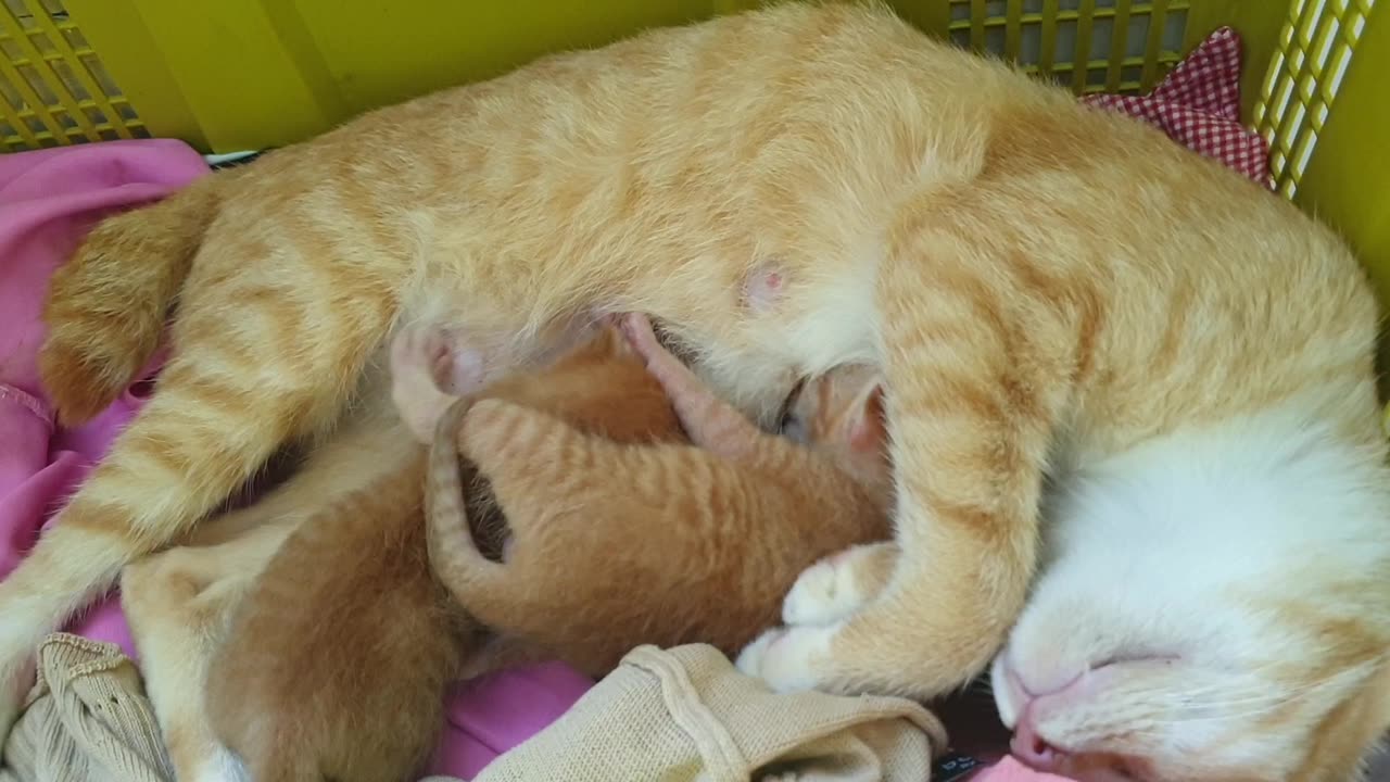#kittens #catsofinstagram #cats #cat #kitten #kittensofinstagram Ep7