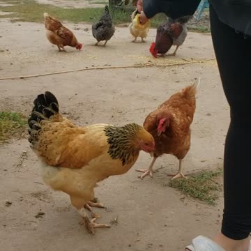 Chickens getting some apple