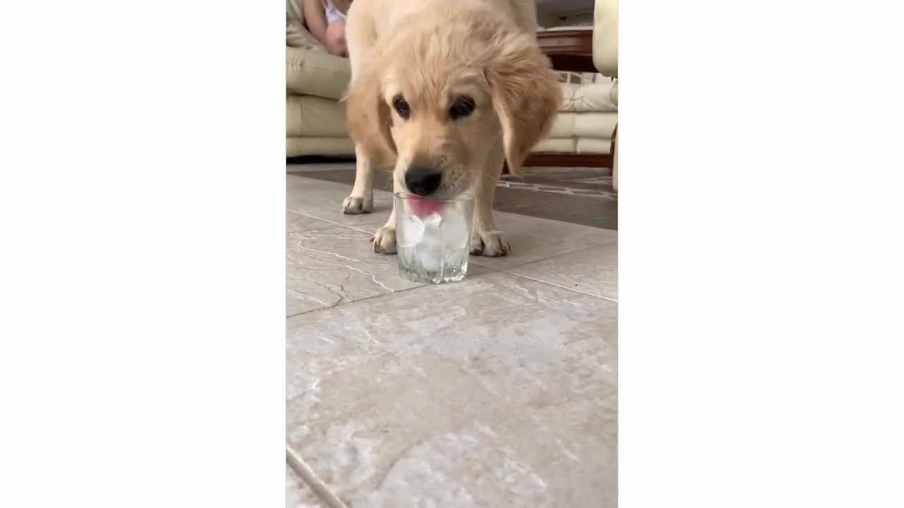 .Cute Golden Retriever Attacks Ice Cubes