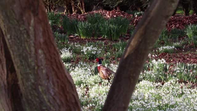 Very nice peacock Bird