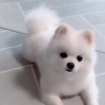 this dog is so cute | #crazydogs #cutedogs #rumble