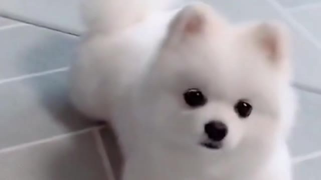 this dog is so cute | #crazydogs #cutedogs #rumble