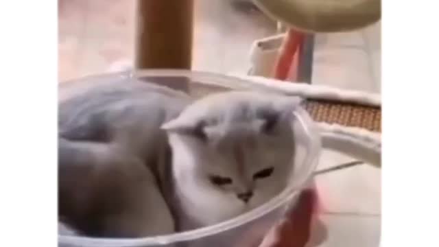 Cat trust breaks 😂