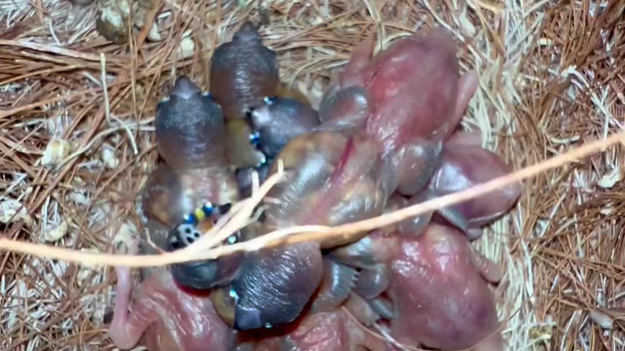 Gouldian Finch female with chicks