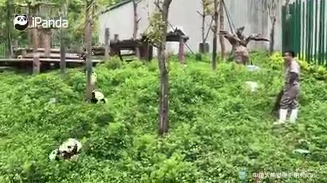 Impressive bonding between panda and keeper