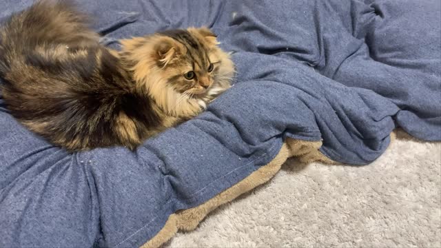 Cat sisters' daily life