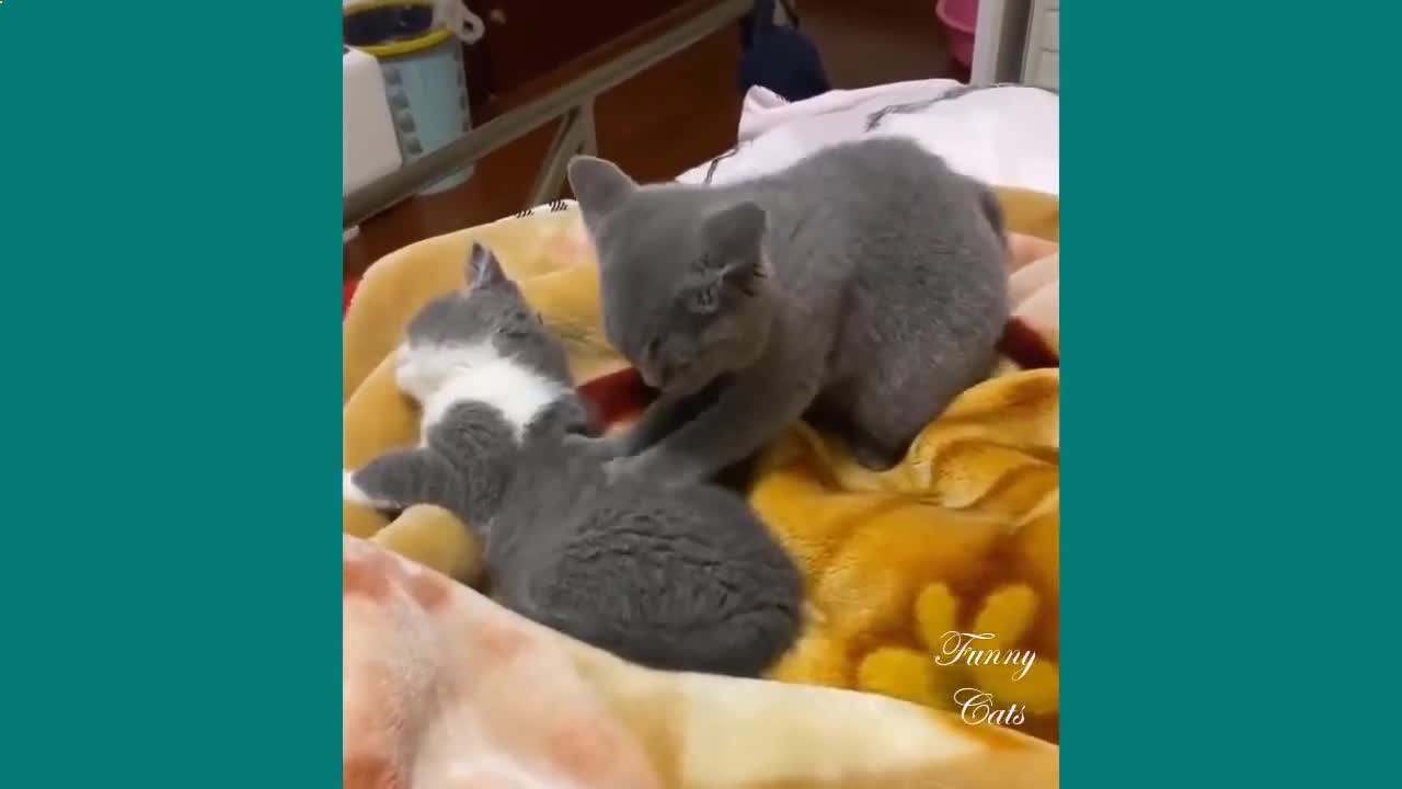 ❤️ 🐱 Funny Cute Cats and Baby Cats Videos