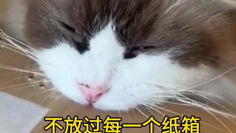 Funny cats, short, video, comment, viral, like, share