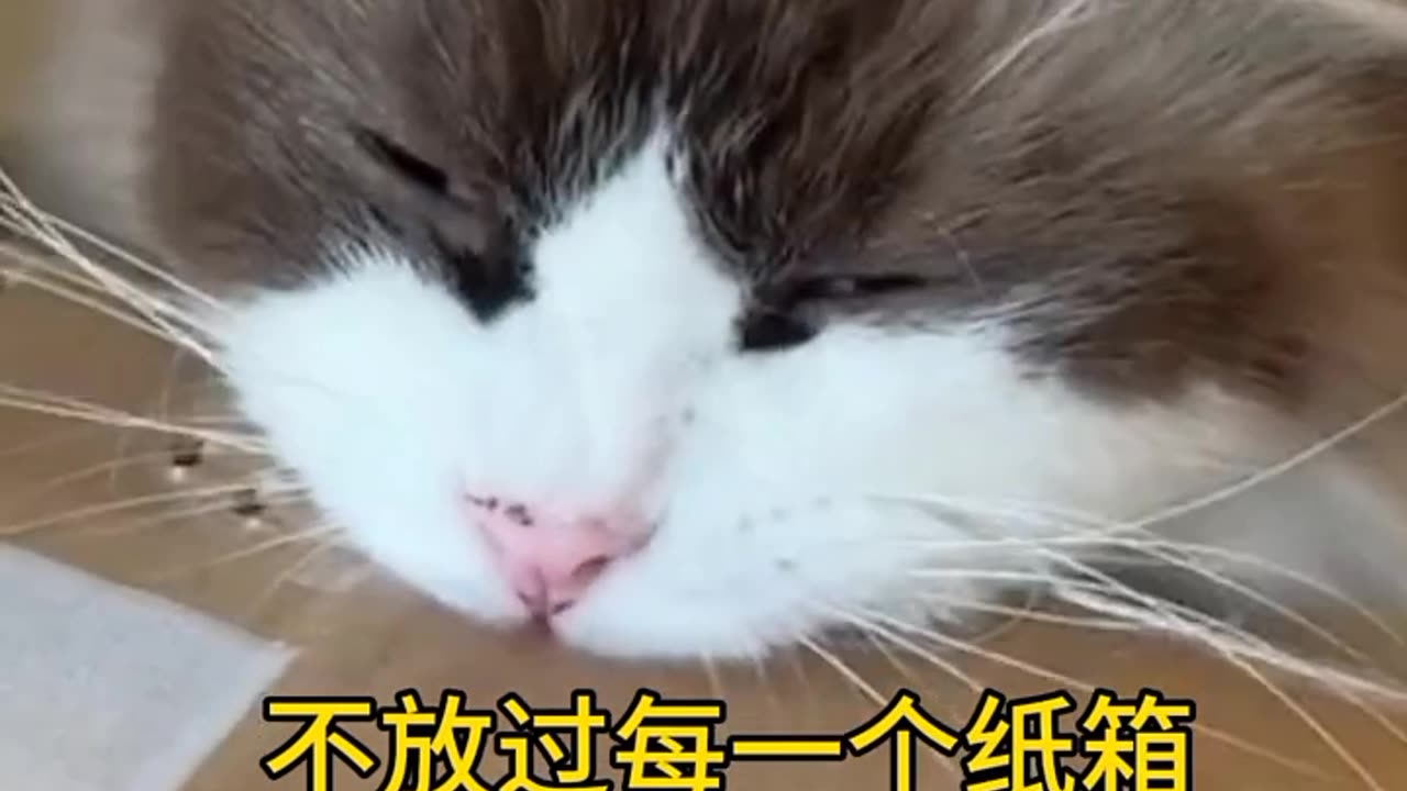 Funny cats, short, video, comment, viral, like, share