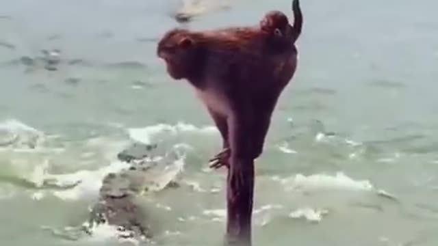 monkeys surrounded by a herd of crocodiles