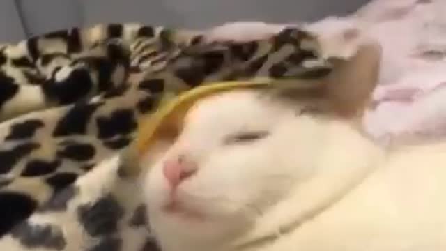 funny meme cat to not stop laughing