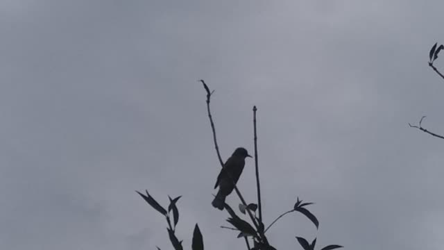 Brown-eared bulbul is sitting on a branch of a tree and pondering