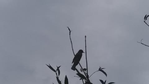 Brown-eared bulbul is sitting on a branch of a tree and pondering