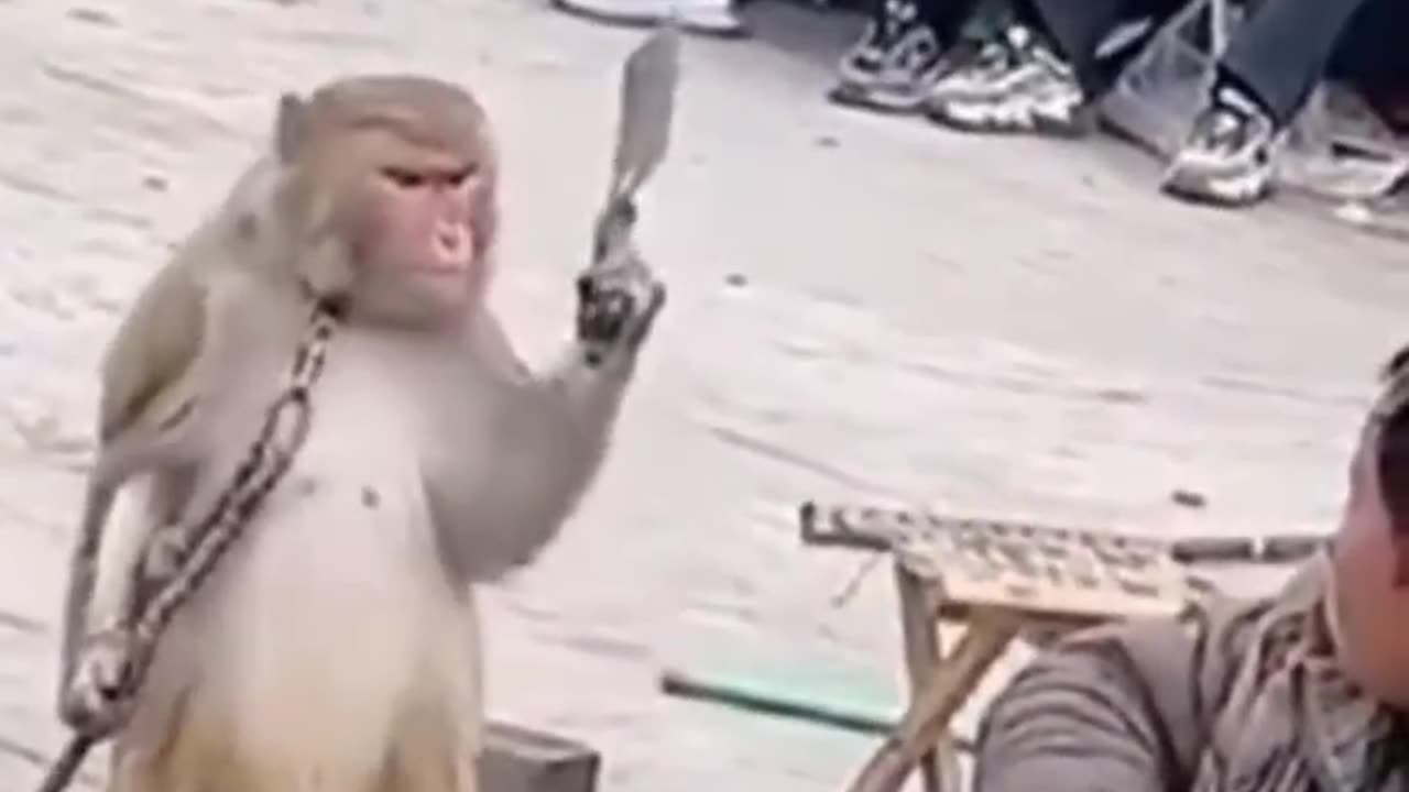 Monkey Dance