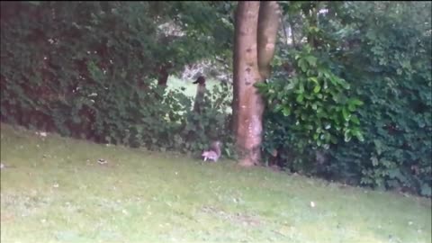 Squirrel`s going nuts