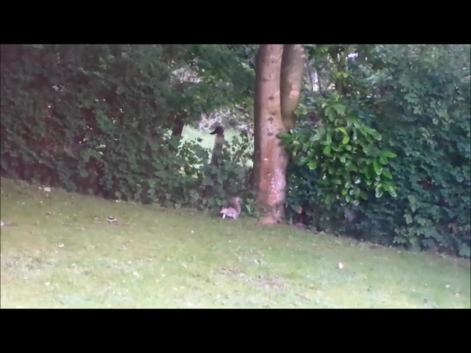 Squirrel`s going nuts