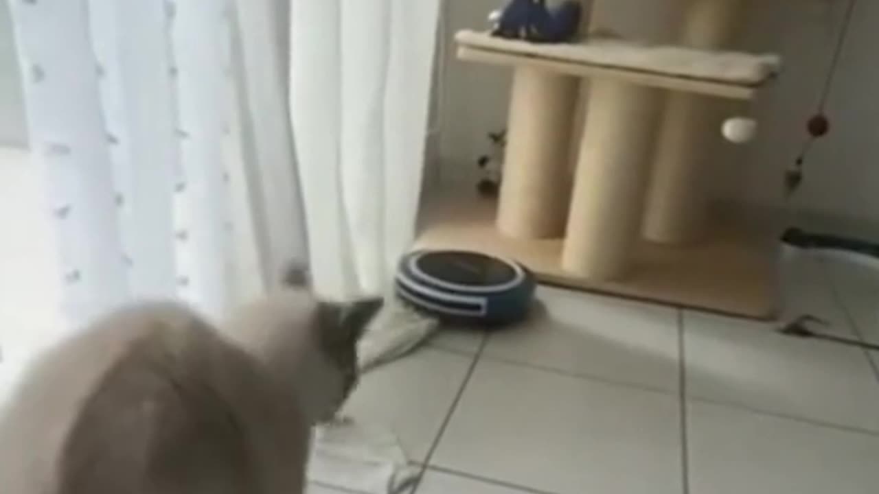 Instant reaction of a cat