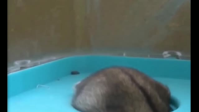 sleeping hamster in the pot