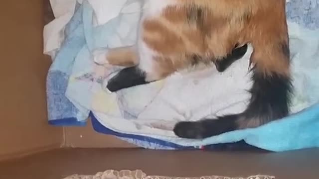 Cat Giving Birth - First Time Ever!!