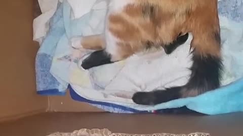 Cat Giving Birth - First Time Ever!!