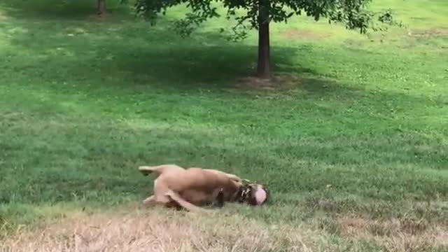 Dog rolls on grass down hill