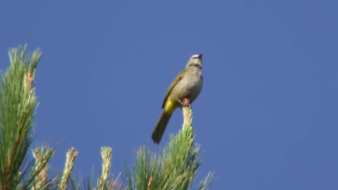 Flavescent Bulbul (Flavescent)