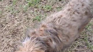 Whackadoodle puppy 2