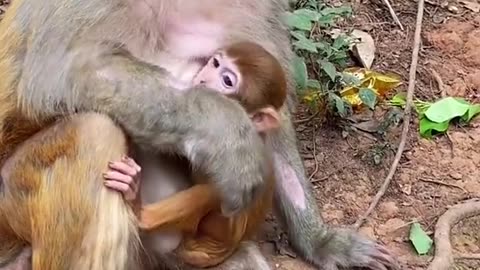 Funny monkey video