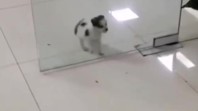 Make It Better - Funny Puppy Videos