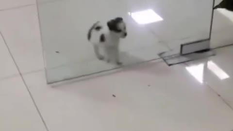 Make It Better - Funny Puppy Videos