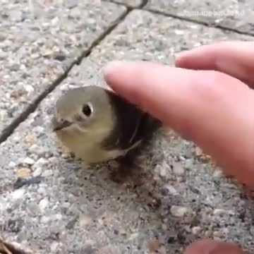 BIRB MACHINE