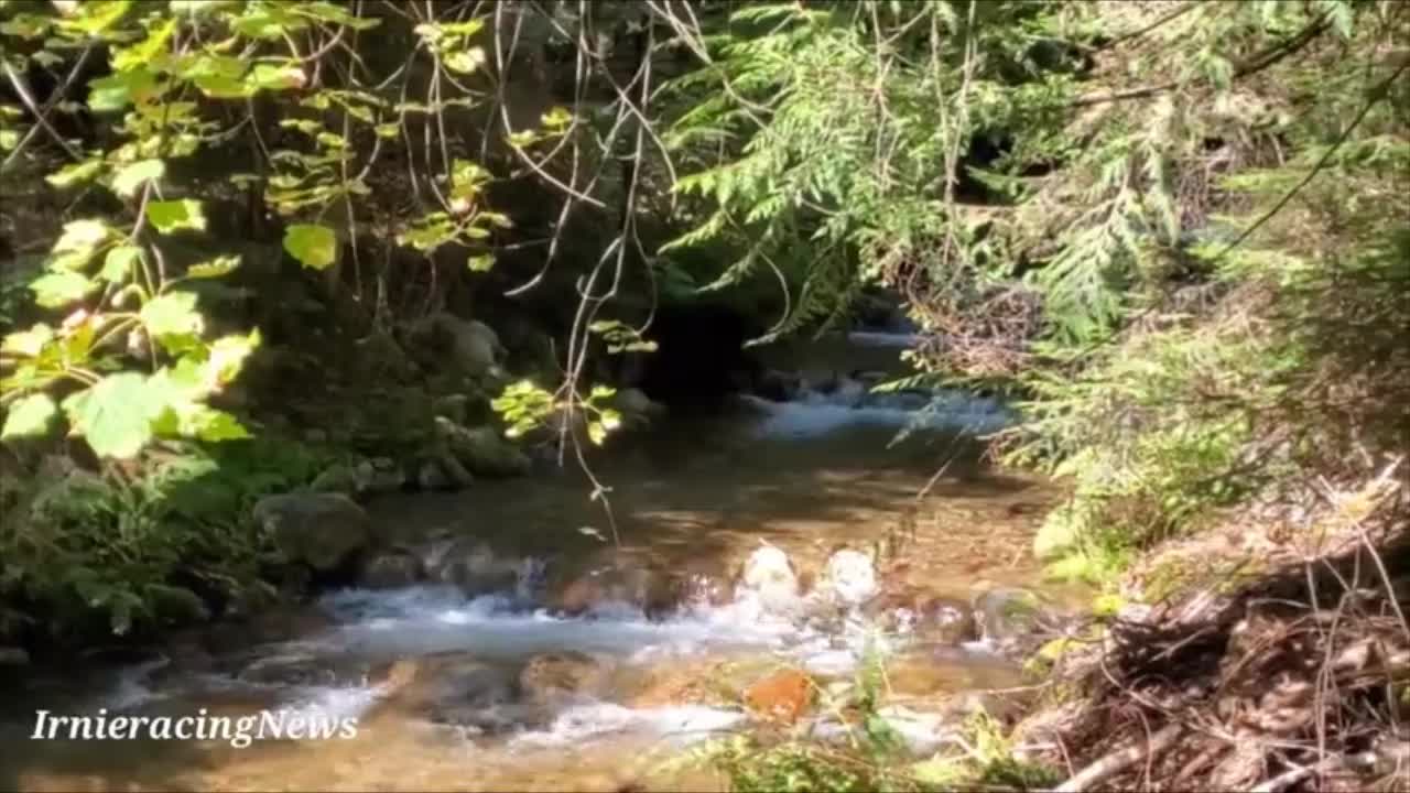 Bear catches Salmon