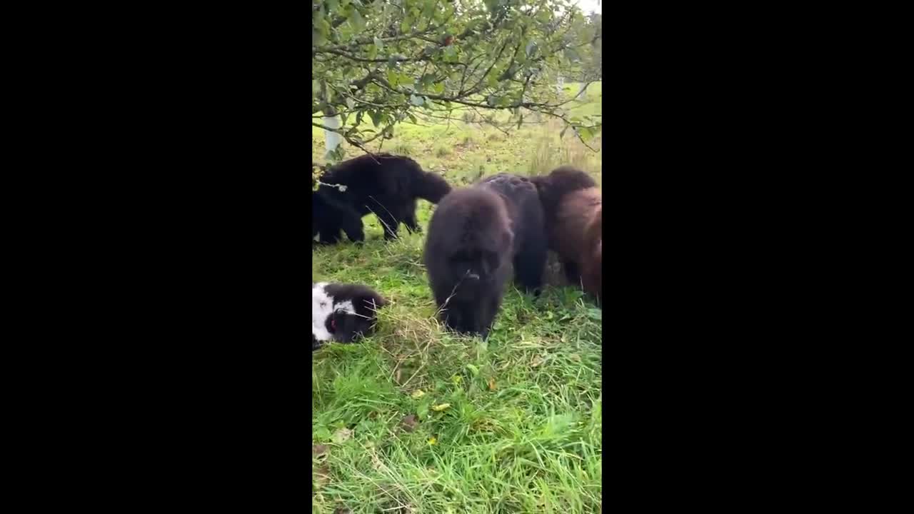 Newfoundland Dogs #