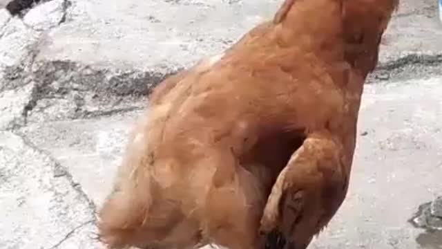 The chicken who lived with ducks learned to swim
