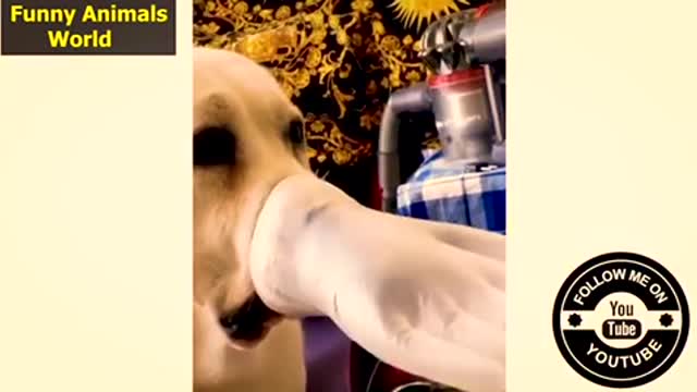 Latest funny animal video (try not to laugh)