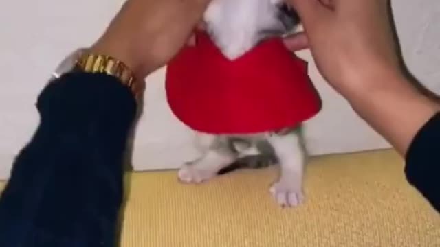 animals faunny videos pets,dog,pet, animal #cats #animals #dogs #catsoftiktok #cat
