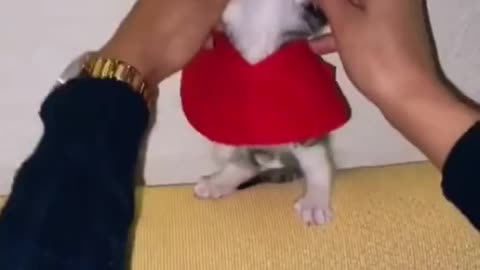 animals faunny videos pets,dog,pet, animal #cats #animals #dogs #catsoftiktok #cat