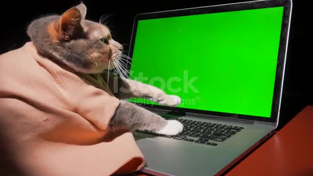 Most funny cat laptop lerning☺