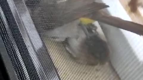 Birds True Love