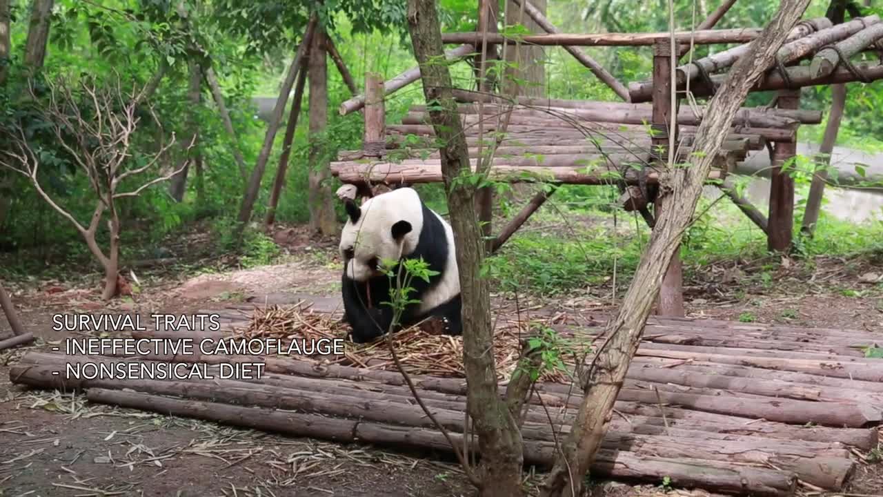 1 MILLION DOLLARS TO BUY A PANDA!!!!!