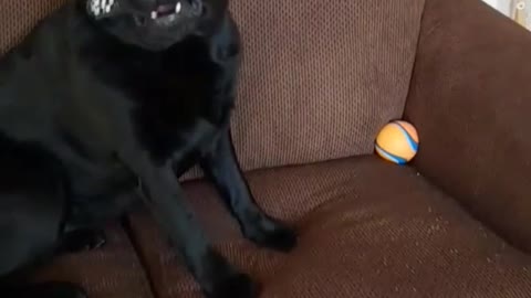 Black dog runs around room with remote in his mouth