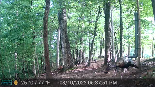The Woods – 08/11/2022
