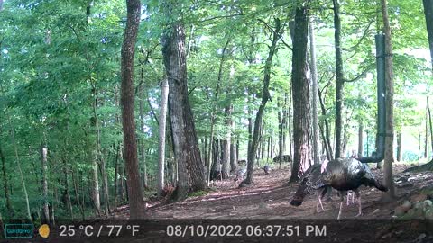 The Woods – 08/11/2022
