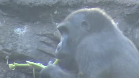 Gorilla