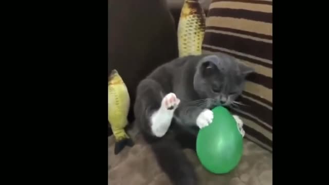 Cat playing with ball is funny and interesting prank