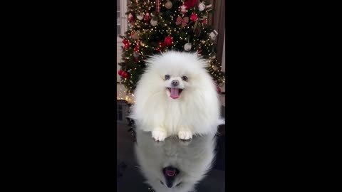 Funny and Cute Puppies Video | Puppies